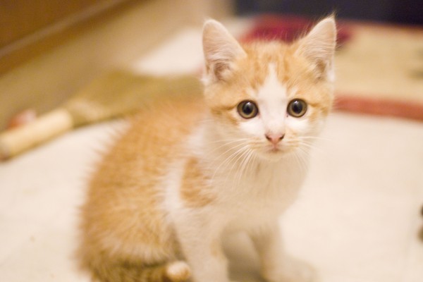 子猫.jpg